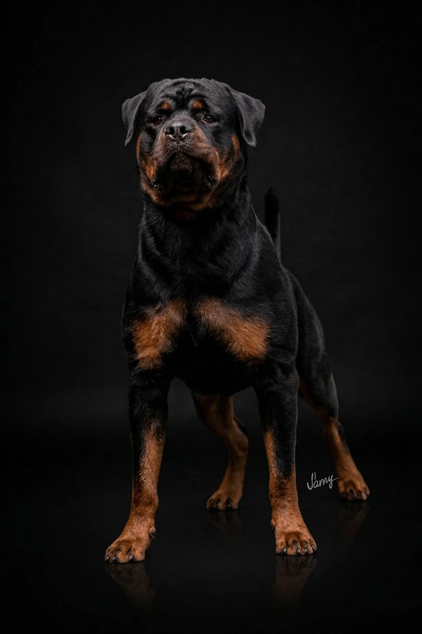 Rottweiler Premiado Chonnos Canil Hause Romarth