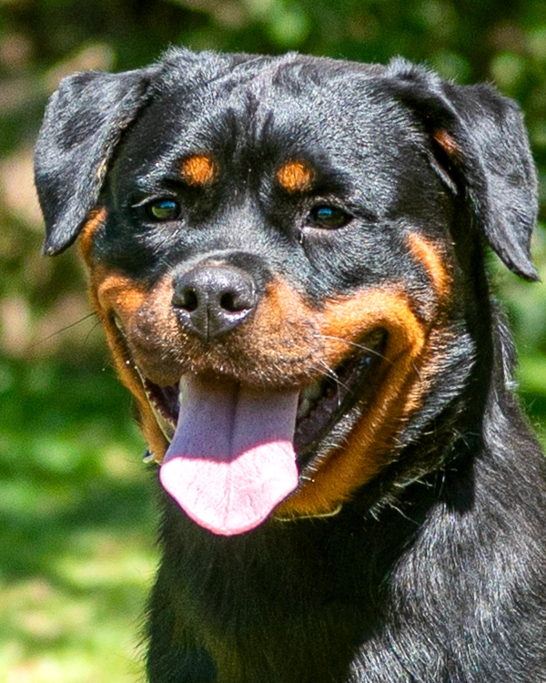 Rottweiler de linhagem Hause Romarth