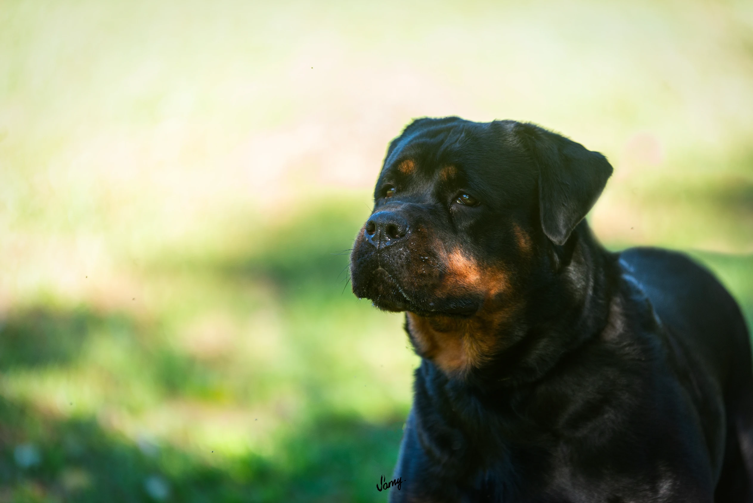 Rottweiler Premium