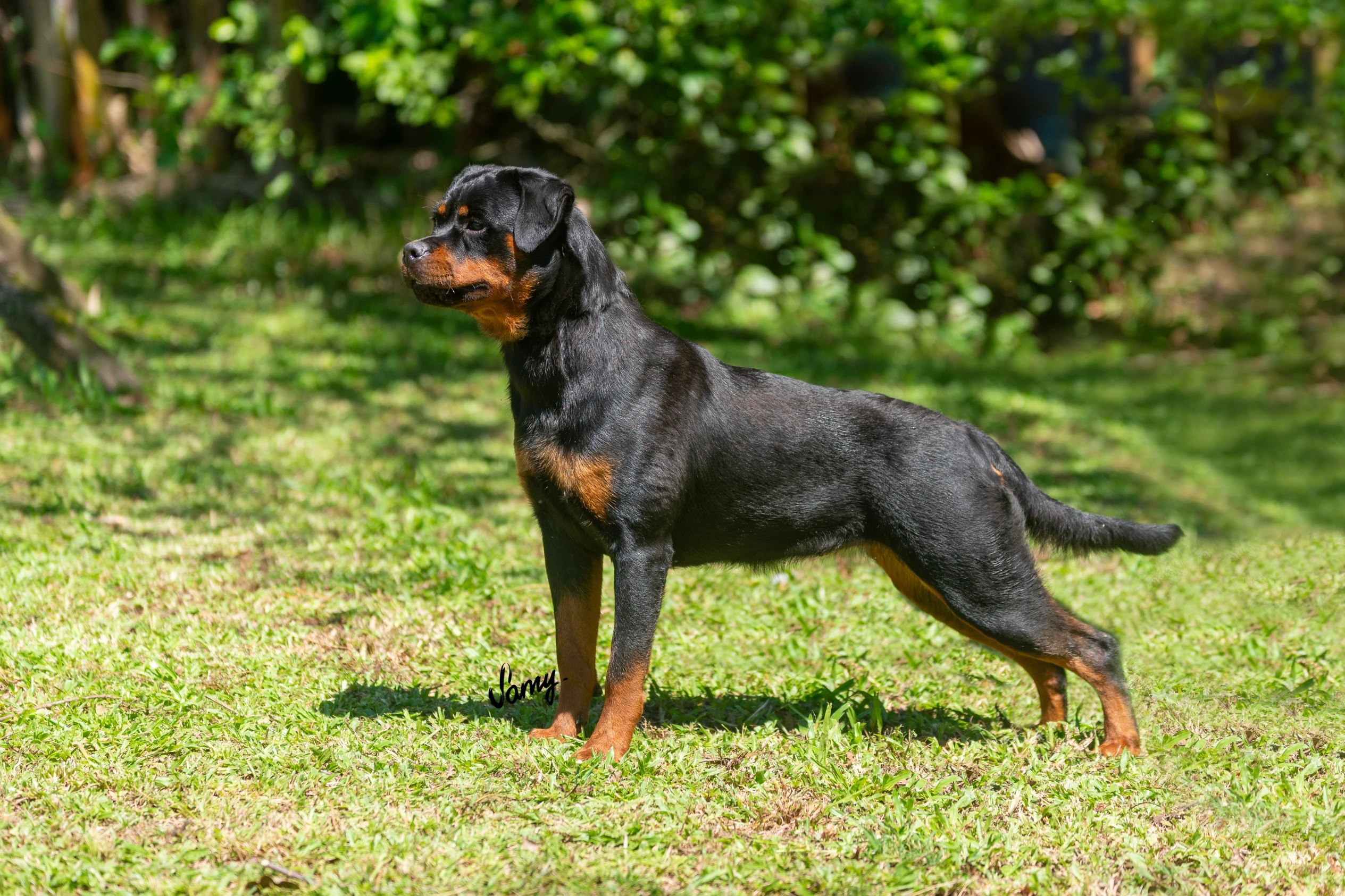 Rottweiler de Elite